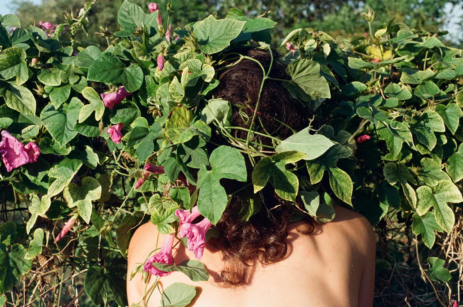 Gaia Fugazza - Exhibitions - Gaia Fugazza - Exhibitions - Ipomea Violacea, 2017